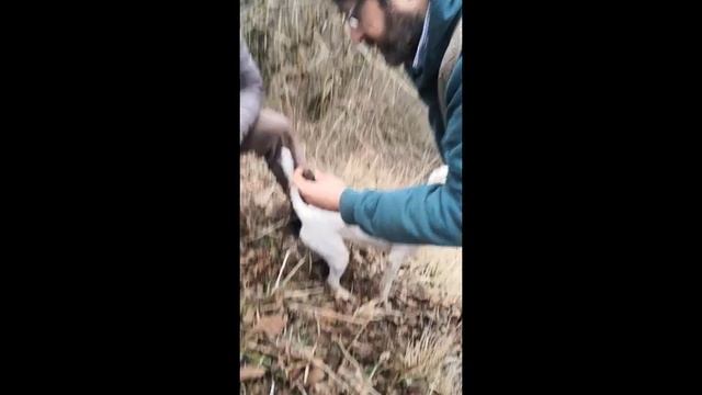 Сбор трюфелей смотреть онлайн