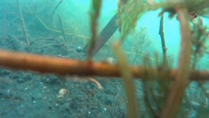 Под водой. Нереализованная поклевка красноперки. Рыбалка. Ловля на поплавок. fishing