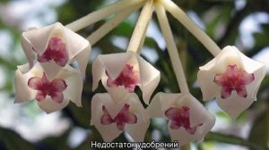 Почему не цветет хойя в домашних условиях