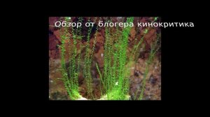Мох Стринг. Аквариумное растение.mp4