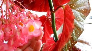 Моя коралловая бегония. Спрашивали? Показываю))