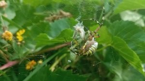Паук Оса (Argiope bruennichi) Агриопа Брюнниха