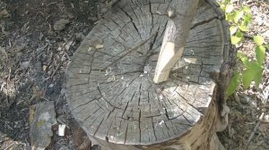 Топор ВОРОН ?Тест туристического топора в лесу