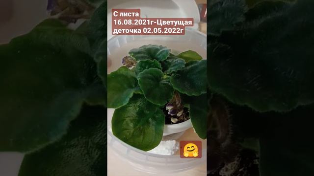 Фиалка🌺/С листочка до цветущего растения/💸первый заработок