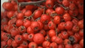 Витаминные растения. Травник Гордеев М.В.