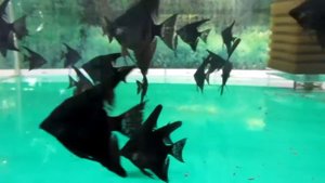 Скалярия черная