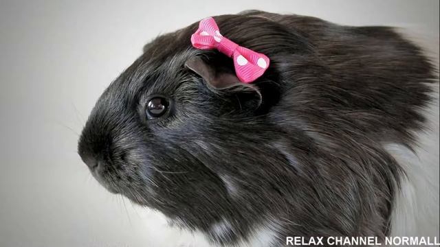 Релакс видео Морские Свинки HD - музыка для релакса. Relaxing video guinea pigs HD смотреть онлайн