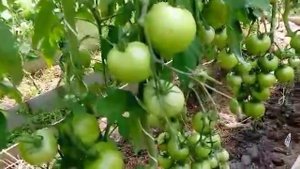 Томат "Малиновая империя" а/ф Партнер