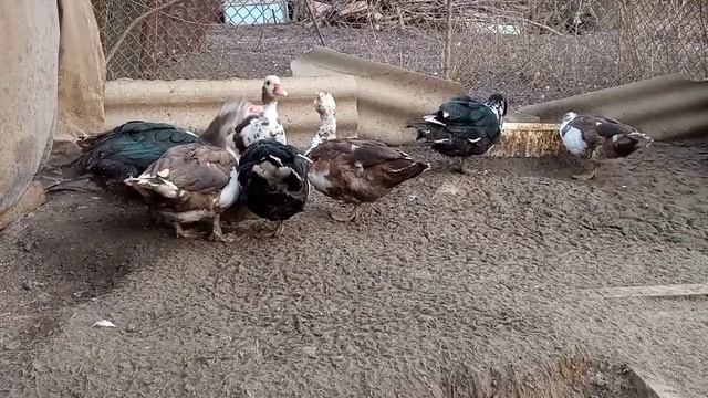 Содержание уток зимой. Мой утятник для мускусных уток. Самый экономный и удобный вариант! смотреть онлайн