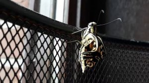 #butterflies #nature #insects Махаон  - выход бабочки из куколки.
