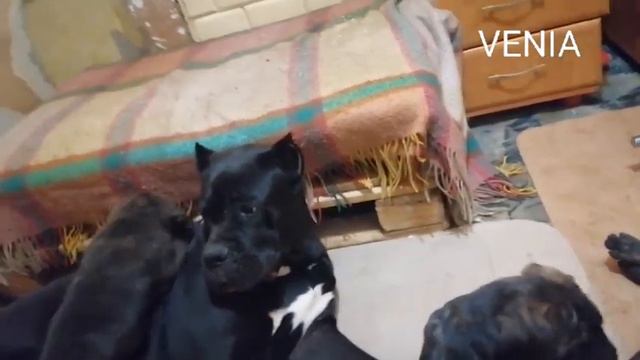 kennel cane corso ELITE LEGION , питомник кане корсо
