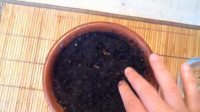 Выращивание хурмы из косточки смотреть онлайн