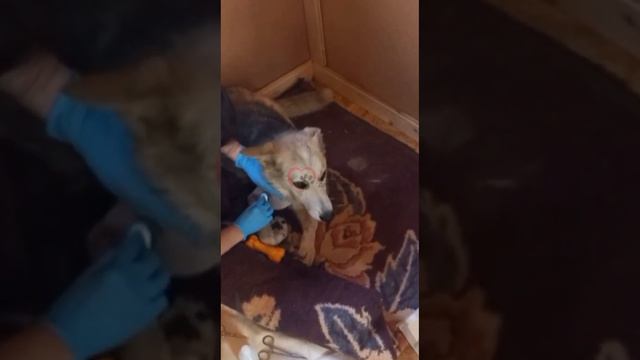 Привет от Акелы #акела_дд из приюта «Дом добра»