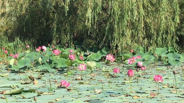 Лотосы под Воронежем. Богоявленский пруд. Семилукский район #лотосы смотреть онлайн