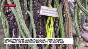 Ботанический сад показывает коллекцию растений, переживших блокаду Ленинграда