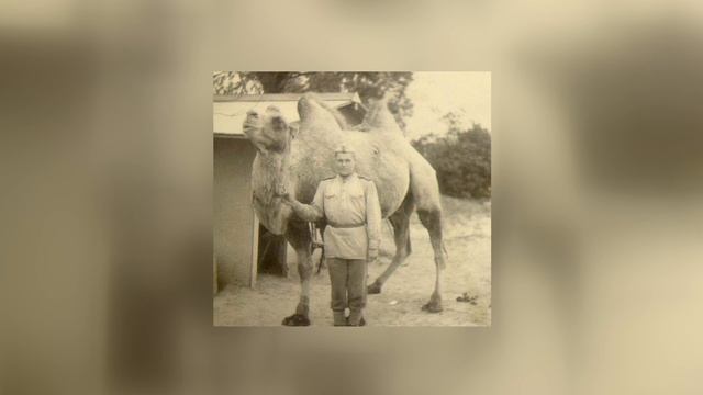 Верблюды в ВОВ смотреть онлайн