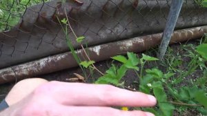 Размножение ежевики отводками РАННЕЙ ВЕСНОЙ! Альтернатива летнему/осеннему укоренению отводков.