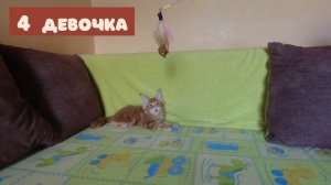 Как выбрать "своего" котенка / Чем отличаются котята мейн-куны