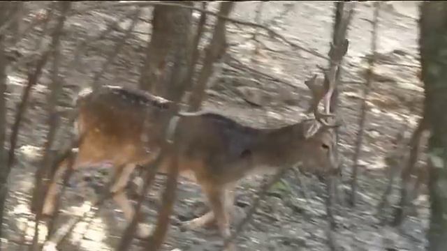 Giorno 04:  Le Galapagos del Mediterraneo. смотреть онлайн