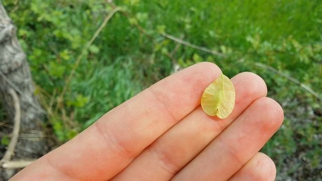 Дерево:Вяз смотреть онлайн