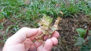 Фундук Шедевр, сигнальные орешки 2021.