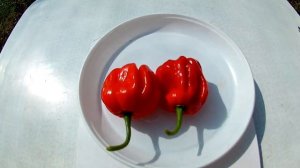 Habanero El Remo. Слабо острый сорт перца