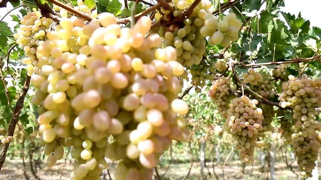 Agroolam | Янгибозор тумани “Обод Нур Зиё” кўп тормоқли фермер хўжалиги 90 га пахта етиштирилди