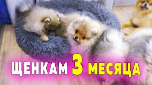 Щенкам шпица 90 дней – 3 месяца. Померанский шпиц чуть не подавился. Шпиц Рыжулька в фокусе