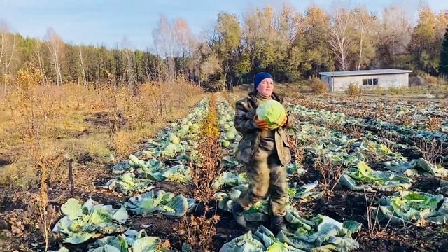 Уборка капусты завершается! смотреть онлайн