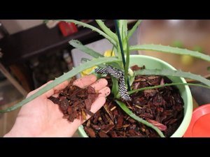 Сыпьте это в горшки с домашними цветами не жалейте! Зацветает даже алое проверено! Сосновая кора.