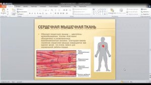 ОГЭ по биологии 9 класс.  Занятие 4. Ткани животных ( человека)