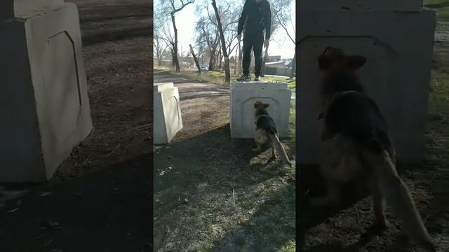 рабочая немецкая овчарка 9 месяцев и так каждая прогулку смотреть онлайн