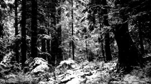 BLACK METAL SPECIAL __ MOLOTOV BAT RADIO __ 7hrs of Black Metal