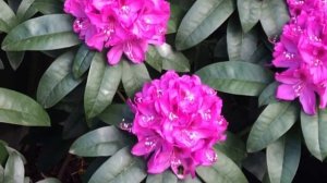 My Rhododendron 2020