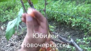 Юбилей Новочеркасска