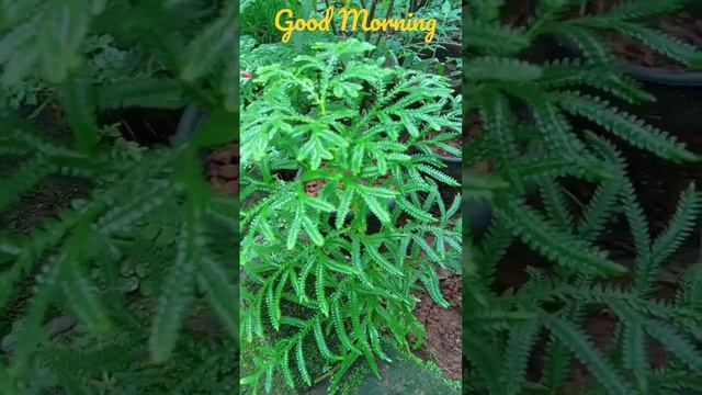 Good Morning Selaginella kraussiana from Location KANNUR, KERALA