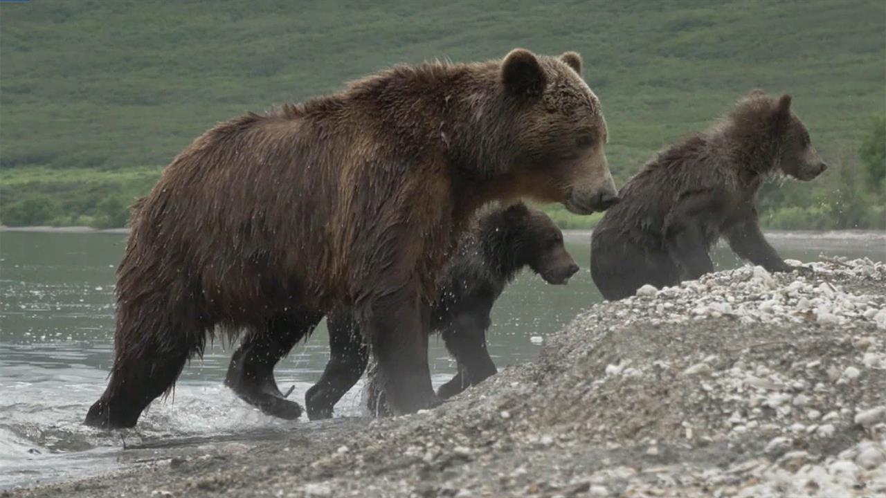 На Камчатке проходит учет бурых медведей