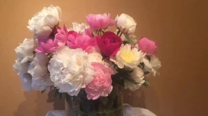 Blooming Peonies from Alaska