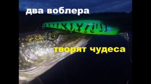 Два воблера творят чудеса