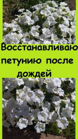 Дожди ИСПОРТИЛИ ПЕТУНИЮ, показываю, как я ее обрезала, чтобы восстановить!
#дача #сад #цветы #garden