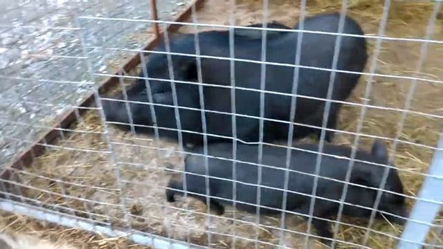 Кормление вьетнамский свиней смотреть онлайн