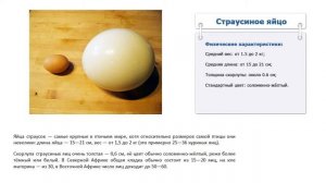 Сколько весит страусиное яйцо