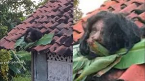 Страшилки и Страшные Видео Для Сильных Людей