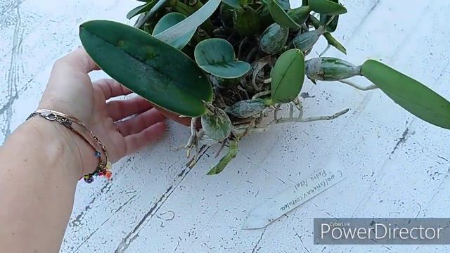 Cattleya walkeriana coerulea Pedra Azul. смотреть онлайн