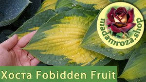 Хоста Forbidden Fruit