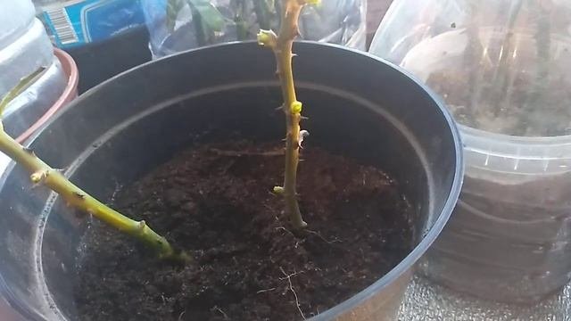 Черенки Роз.Почему они чернеют.