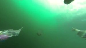 Скорость атаки акулы под водой.