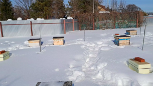 Обстановка на пасеке 17 марта 2024 г.