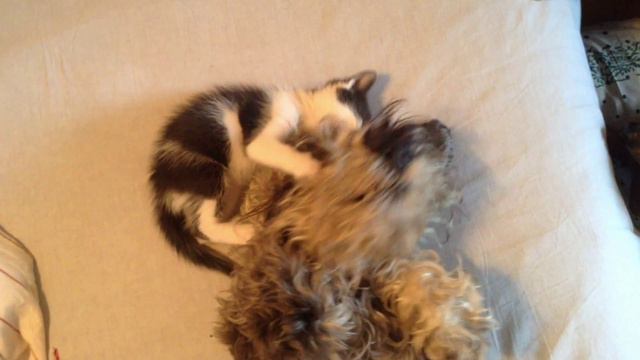 Марсианин троллит Генриетту смотреть онлайн