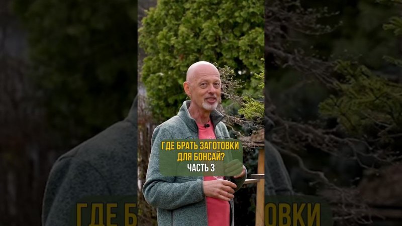 ГДЕ БРАТЬ ЗАГОТОВКИ ДЛЯ БОНСАЙ. Часть 3
